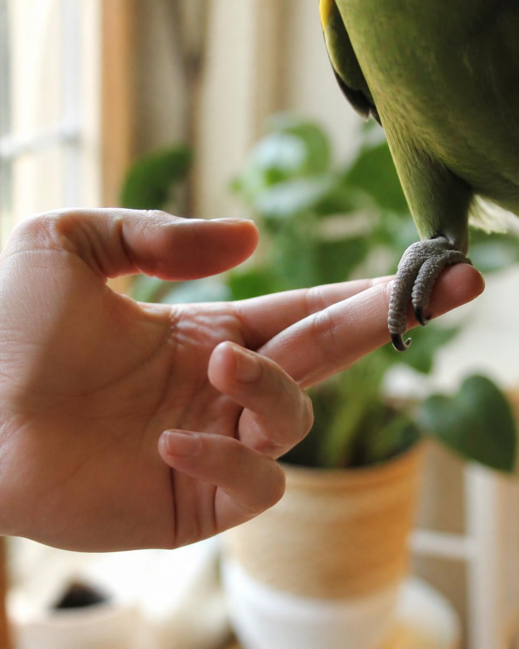 A calm parrot stepping onto a bare hand in warm window light