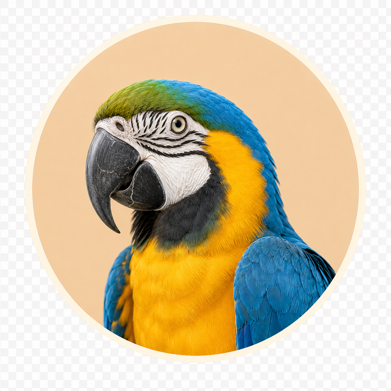 Macaw