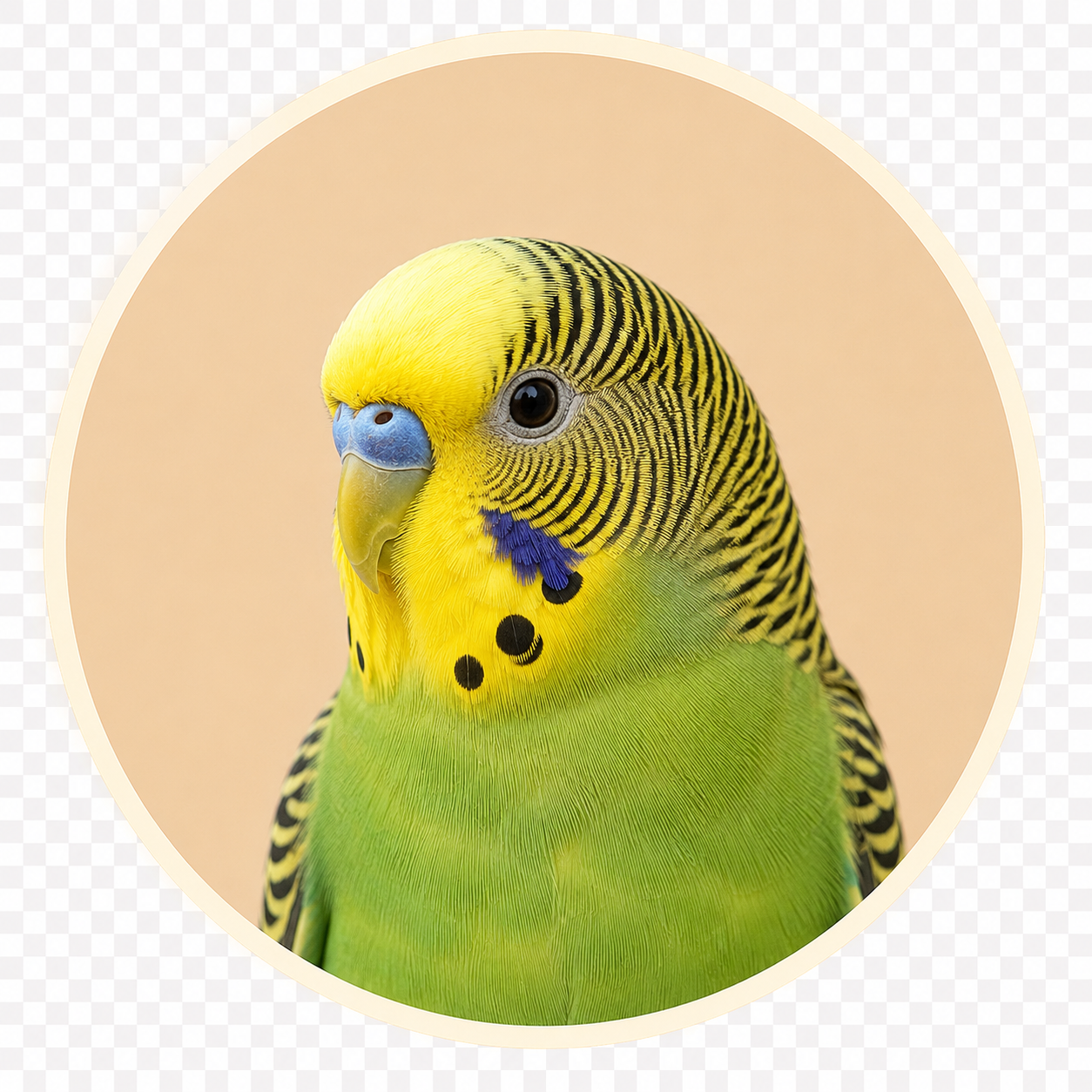Budgie