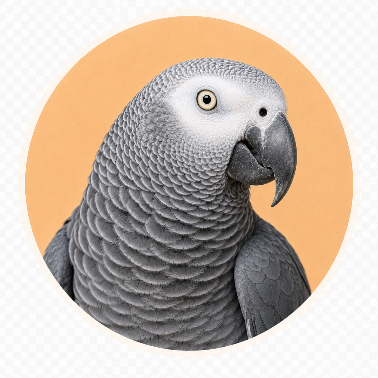African Grey